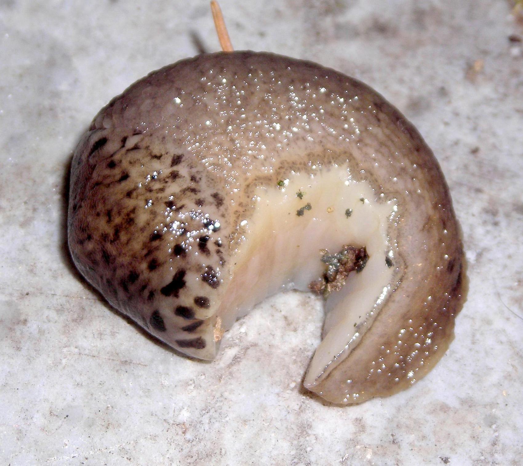 Limax maximus da S. Secondo di Pinerolo (TO)